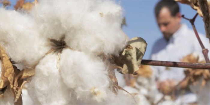 Short fibres in cotton: A challenge for spinners?